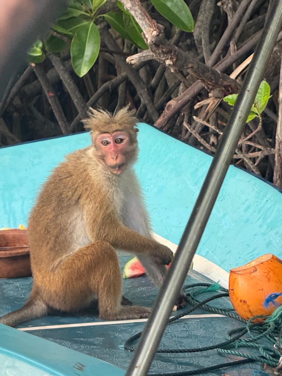 Prasa Boat Safari - Negombo Marine Voyage